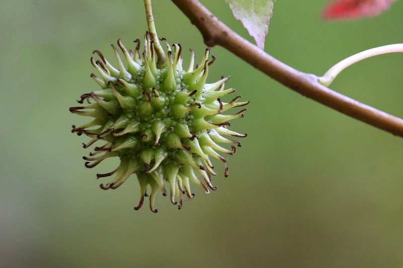 Fruit