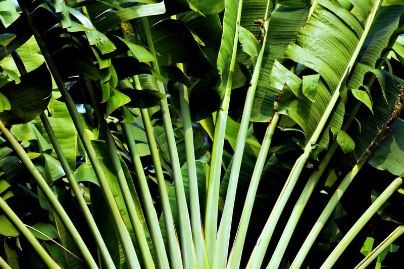 Tropical Infusions